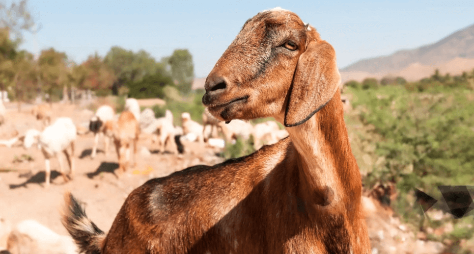 herd of goats meditarranean landscape goat farming