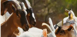 red goat